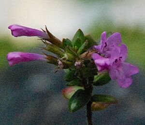 Micromeria glomerata detail flowers