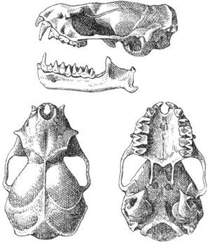 Mormopterus minutus Miller 1899 2.png