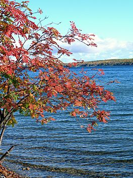 Mountain ash autumn lake.jpg