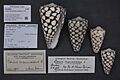 Naturalis Biodiversity Center - ZMA.MOLL.164761 - Conus marmoreus Linnaeus, 1758 - Conidae - Mollusc shell
