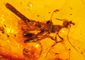 Neotype male of Electrostephanus petiolatus Brues in Baltic amber (AMNH B-JWJ-260)