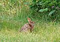 New England cottontail rabbit animal sylvilagus transitionalis.jpg