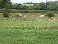 Newton Burgoland Marshes north 6