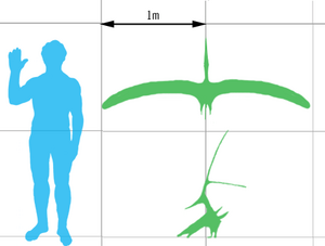 Nyctosaurus scale mmartyniuk