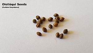Oliluiqui Seeds