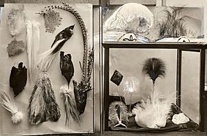 Ostrich feathers 1919