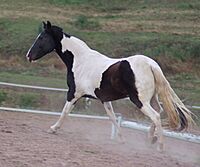 Paint horse in motion by Bonnie Gruenberg.JPG