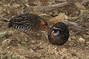 Painted bush quail (Perdicula erythrorhyncha) female (left) and male