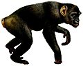 PanTroglodytesSmit (white background)
