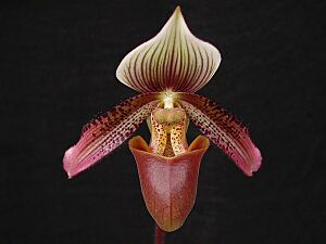 Paphiopedilum ciliolare