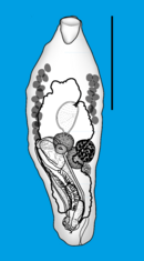 Parasite 20,56 (2013) Fig 1 Neidhartia lochepintade Bray & Justine, 2013 blue background