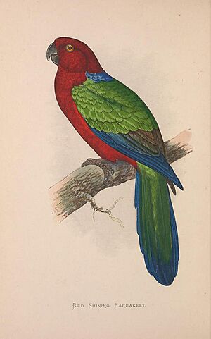 Parrots in captivity (Vol. 3. PL. 06) Red Shining Parrakeet (8528369314)