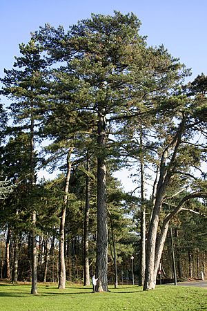 Pinus nigra JPG2A