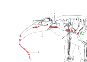 Posterior structure of an anteater