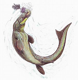 Prognathodon3