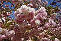 Prunus 'Hanagasa' ハナガサ 2