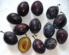 Prunus - Hauszwetschge