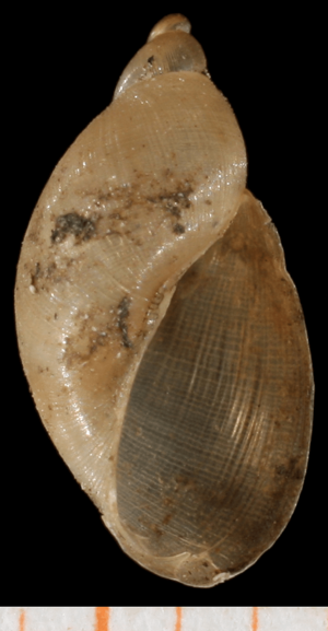 Pseudosuccinea columella shell 3