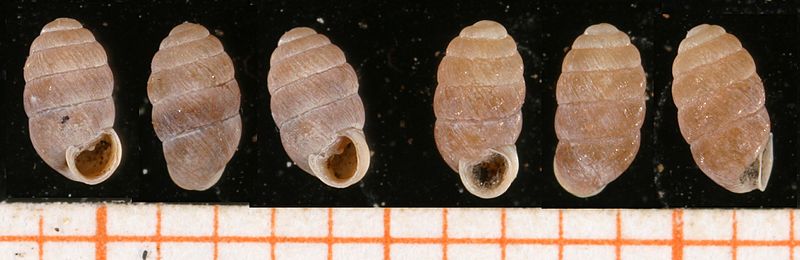 Pupilla muscorum