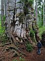 QuinaultLakeCedar 7274c