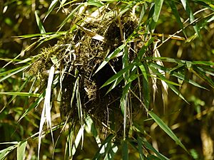 Red-faced Spinetail Nest