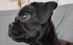 Retro Pug Head Side View Horizontal