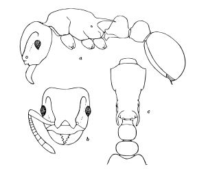 Romblonella.opaca.-.wheeler