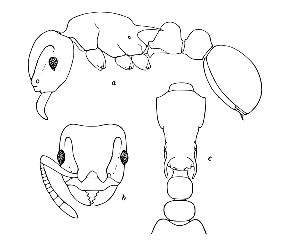 Romblonella.opaca.-.wheeler