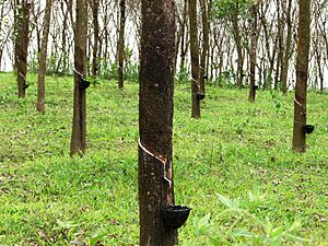 Rubber trees in Kerala, India