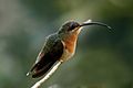 Rufous-breasted hermit ( Glaucis hirsutus insularum)
