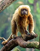 Brown monkey