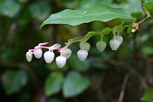Salal (Gaultheria shallon) Leaf and Flowers