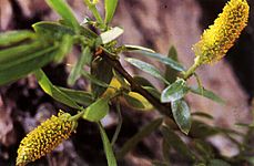Salix lucida lasiandra(02)