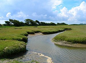 Saltmarsh, Pagham Harbour - geograph.org.uk - 501421.jpg