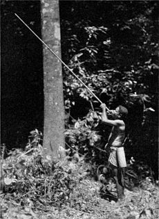 Semang schiesst einen Pfeil aus seinem doppelwandigen Blasrohr ab. Der Bambusköcher an seiner Seite enthält die stark vergifteten Pfeile. (Süden der halbinsel Siam) (9411043196)