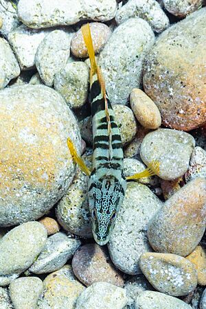 Serrano (Serranus scriba), Xwejni Bay, Gozo, Malta, 2021-08-23, DD 51