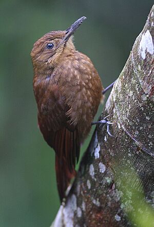 Spotted woodcreeper