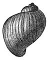 Stagnicola utahensis shell 3