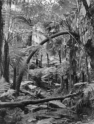 StateLibQld 1 151535 Rainforest in the Carnarvon Range, 1938
