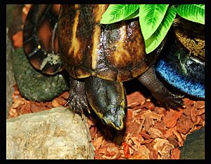 Striped mud turtle (Kinosternon baurii).jpg