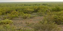 Tamaulipan thornscrub habitat, private ranchland, Webb Co. TX; 10 June 2016