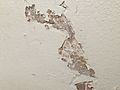 Termites eating drywall paper