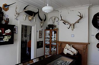 The Dunedin Museum of Natural Mystery in Dunedin - Mammal Room (2019)