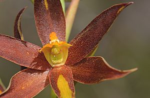 Thelymitra magnifica close.jpg