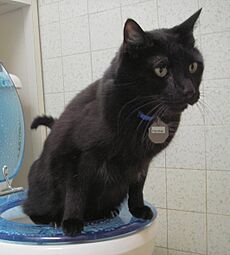 Toilet Trained Cat 22 Aug 2005