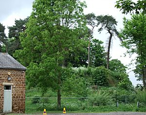 Towcester Motte 2008-05-17