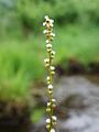 Triglochin palustris inflorescence (20)