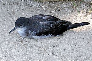 Wedge tailed shearwater2
