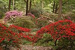 Wister Rhododendron Collection 3000px.jpg