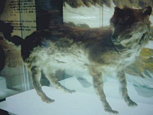 エゾオオカミ剥製・開拓記念館１９８４０９１４.jpg